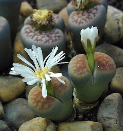 Planta piedra (Lithops karasmontana)